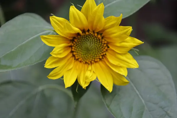 Bahçede güzel bir ayçiçeği