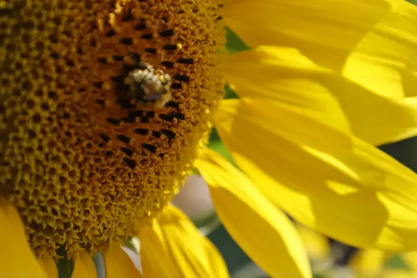 Ayçiçeği Bahçe, yakın çekim