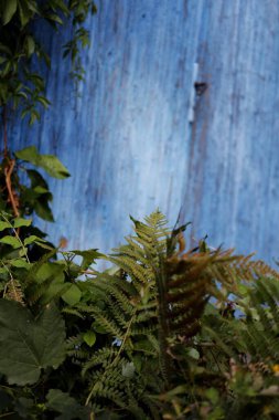 Bahçede yeşil yapraklar