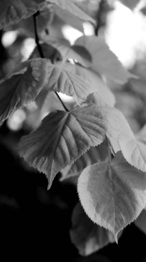 Arkaplanı bulanık olan bir ağacın dikey görüntüsü