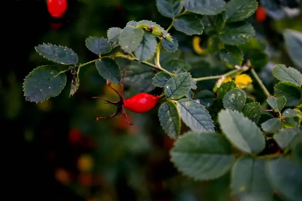 Bahçedeki bir ağacın kırmızı meyveleri