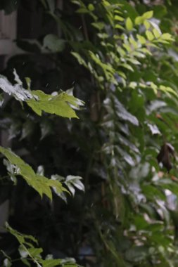 yeşil yapraklar, bitki yaprakları