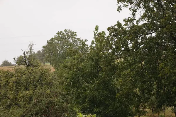 Ormanın güzel manzarası