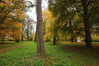Sonbahar Parkı. Renkli ağaçlar ve yapraklar