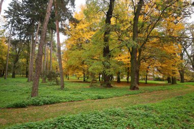 Sonbahar sarısı küçük orman