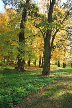 Sarı akçaağaç yaprakları ve bankları olan sonbahar parkı.