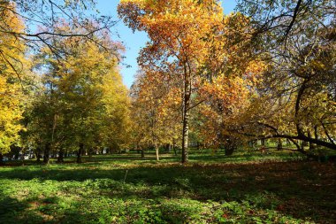 Parkta sonbahar manzarası