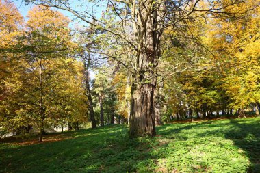 Sonbaharda güzel bir park