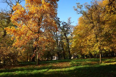 Sonbahar parkı Sabah sarı ağaçlarla