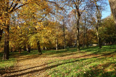 Parkta sonbahar manzarası. Güzel ağaçlar, yapraklar, çimenler, sarı yapraklar. sonbahar arkaplanı.