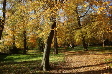 Önünde sarı yapraklar ve ağaçlar olan sonbahar parkı.