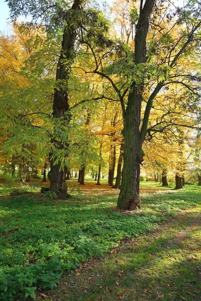 Sarı akçaağaç yaprakları ve bankları olan sonbahar parkı.