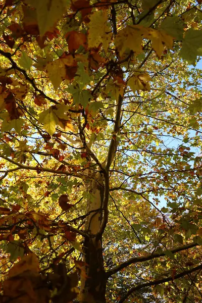 Ormandaki ağaç dalları