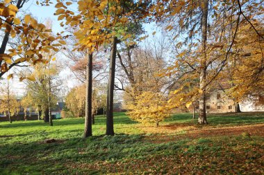 Ağaçlar ve yapraklarla dolu güzel sonbahar manzarası