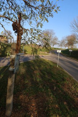 Bir ağaç ve yol işaretinin dikey görüntüsü.