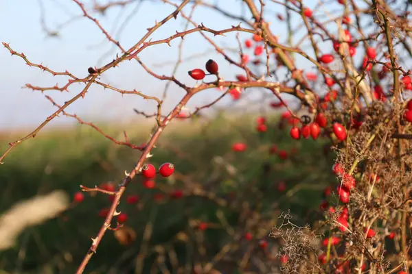 kırmızı meyveler bir ağaç dalında