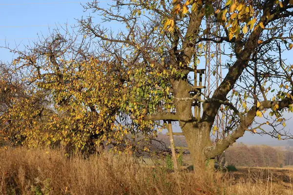 Parktaki ağaç, sonbahar mevsimi.