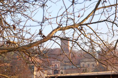 Ormandaki ağaç dalları