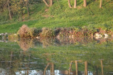 Parktaki göl manzarası.
