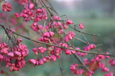 Bahçedeki güzel çiçekler