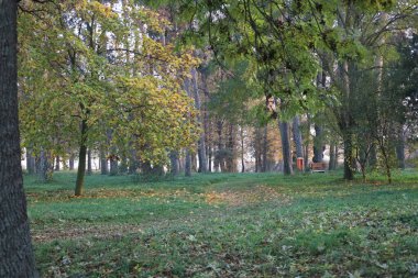 Sonbahar yaprakları ve parktaki ağaçlar, sonbahar mevsimi