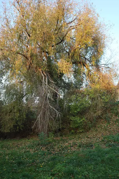 Ağaçlar ve yapraklarla dolu sonbahar manzarası