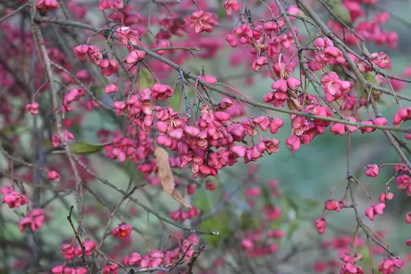 Bahçedeki güzel çiçekler