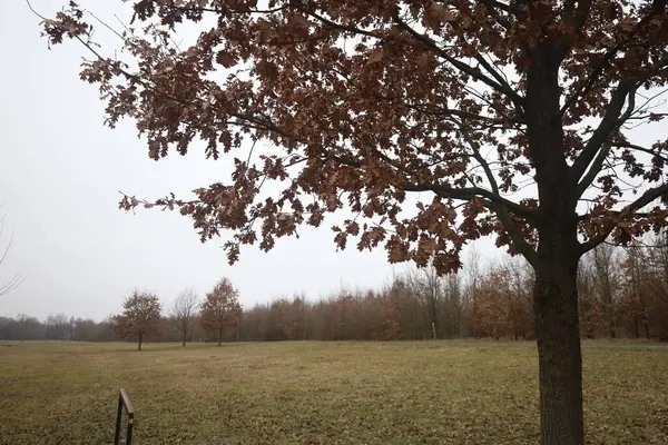 Ormandaki güzel bir ağaç görüntüsü.