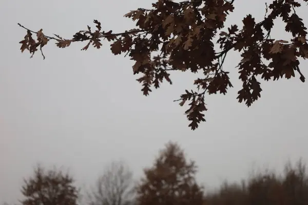 Ormandaki ağaç dalları