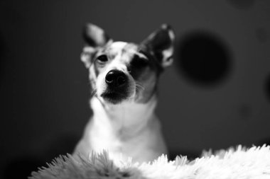 Şirin bir köpeğin portresi.