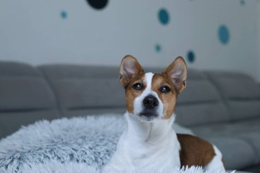 Kanepede köpek çiftleştirme köpeği.