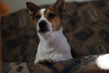 Jack Russell Terrier Köpeği