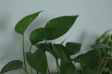 Beyaz arkaplanda beyaz bir çiçek