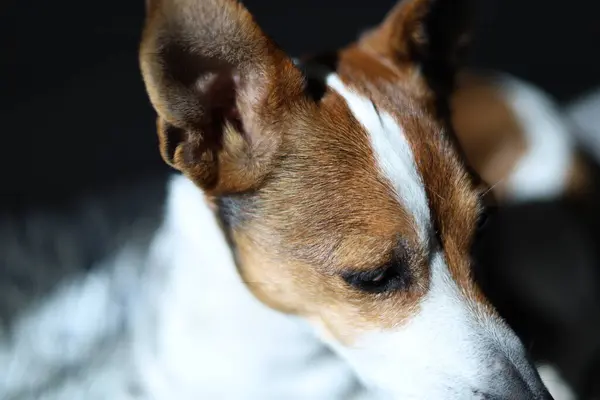 Beyaz arkaplanda beyaz bir çiçek