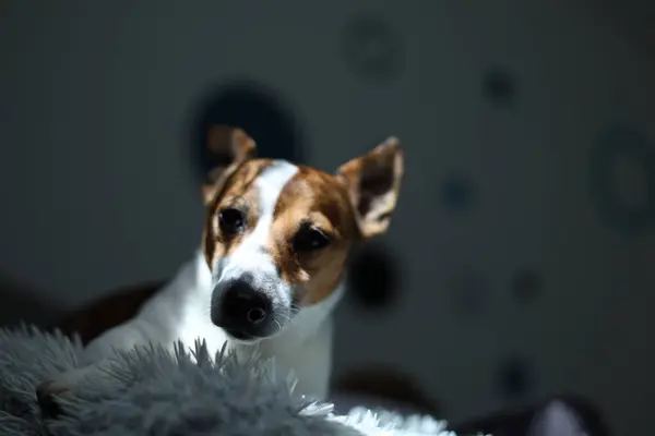 Beyaz arkaplanda beyaz bir çiçek