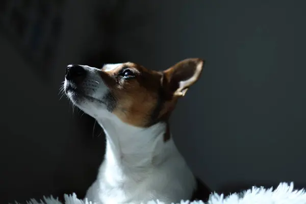 Beyaz arkaplanda beyaz bir çiçek