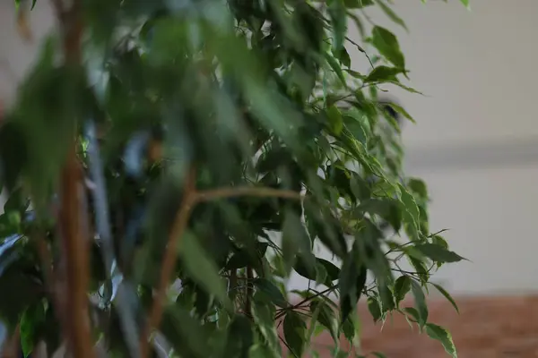 Beyaz arkaplanda beyaz bir çiçek