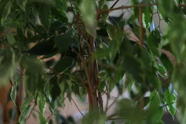 Beyaz arkaplanda beyaz bir çiçek