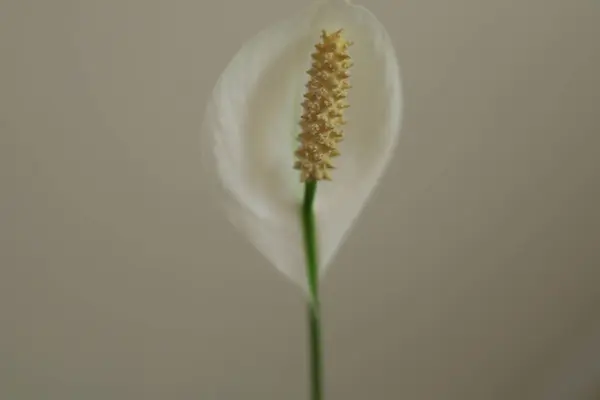 Beyaz arkaplanda beyaz bir çiçek
