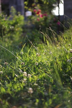 Bahçedeki güzel çiçekler