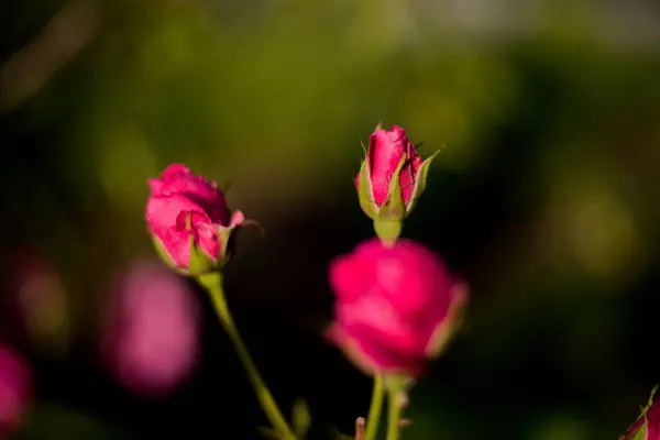 Pembe Gül çiçek Bahçe