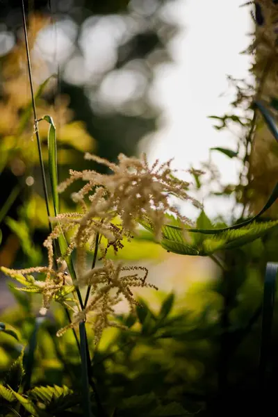 Güzel botanik fotoğrafı, doğal duvar kağıdı.