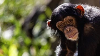 close-up portrait of a juvenile chimpanzee making eye contact with room for text clipart