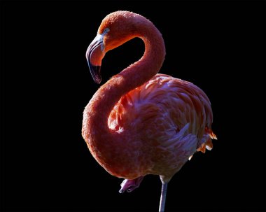 Flamingo portresi siyah bir arkaplanda aydınlandı ve izole edildi