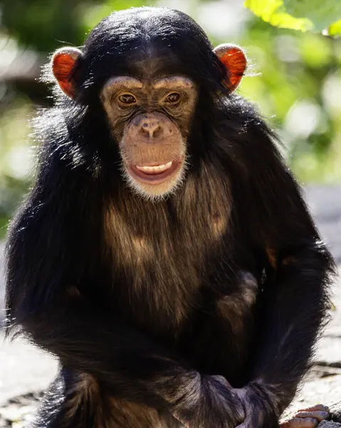 Close Portrait Juvenile Chimpanzee Making Eye Contact — Stock Photo, Image