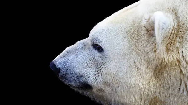 Närbild Porträtt Isbjörn Isolerad Svart Bakgrund Royaltyfria Stockfoton