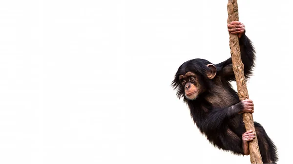 Baby Chimpanzee Climbing Vine Isolated White Background Room Text — Stock Photo, Image