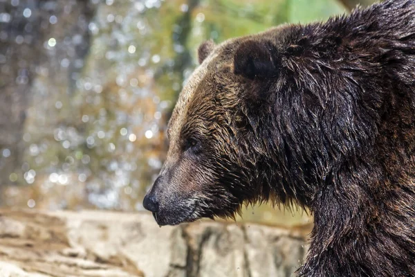 Närbild Porträtt Grizzlybjörn Profil Med Ett Vattenfall Bakgrunden Royaltyfria Stockfoton