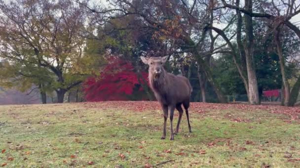 Deers Park Japan Autumn Season — Stock Video