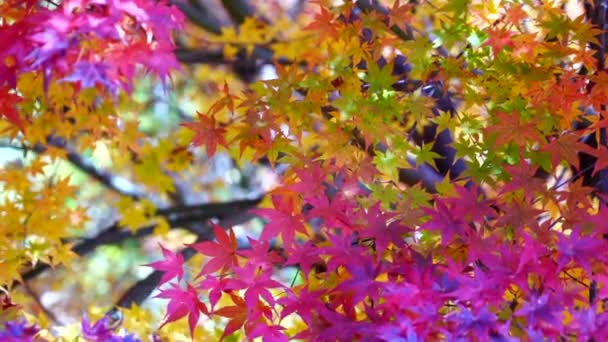 Sonbahar Akçaağaç Yaprakları Bir Sabah Çıkar — Stok video